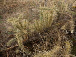 Image of thistle cholla