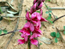 Image of Indigofera amoena Aiton