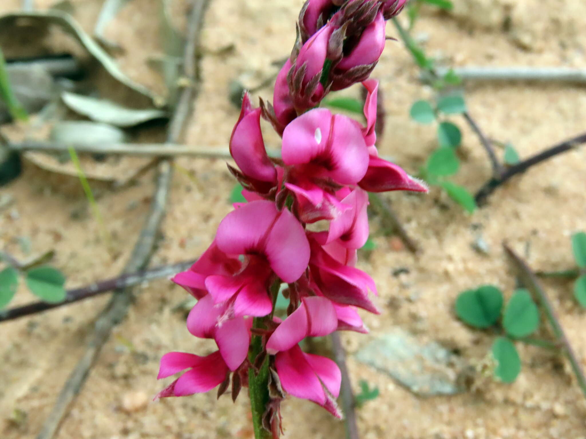 Image de Indigofera amoena Aiton