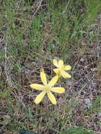 Sivun Triteleia ixioides (Dryand. ex W. T. Aiton) Greene kuva