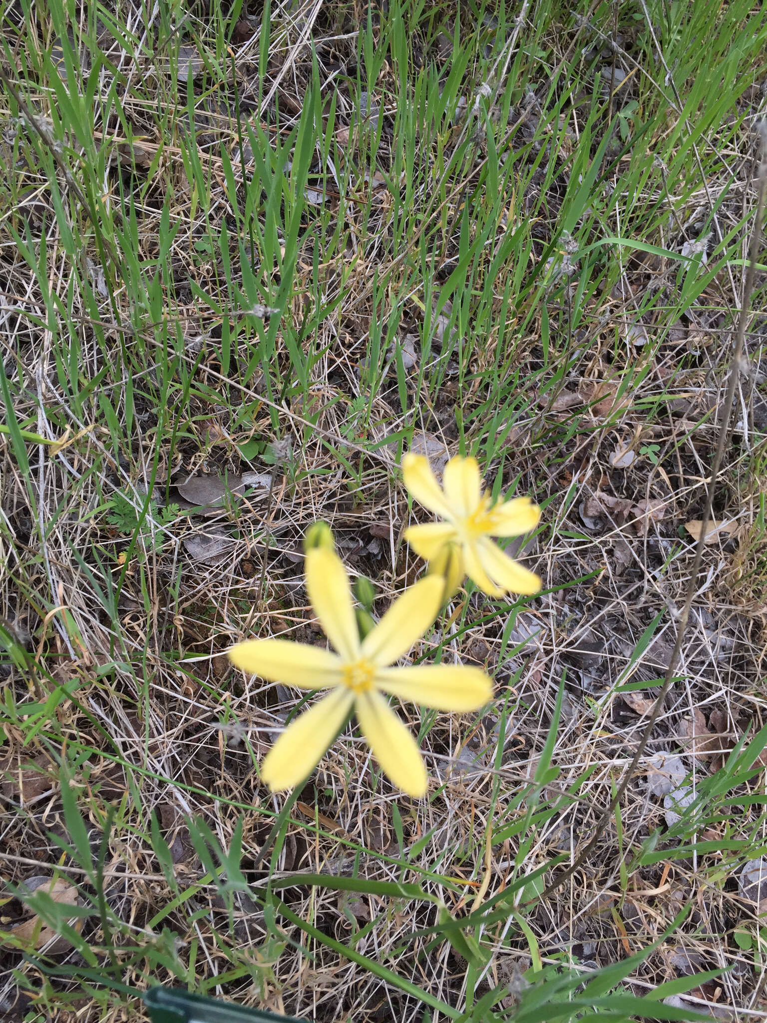 Sivun Triteleia ixioides (Dryand. ex W. T. Aiton) Greene kuva