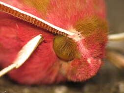 Image of small elephant hawk-moth