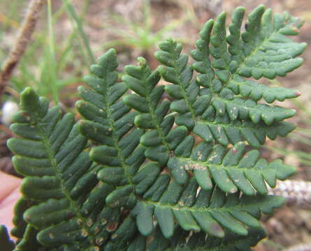 Plancia ëd Cheilanthes eckloniana (Kunze) Mett.