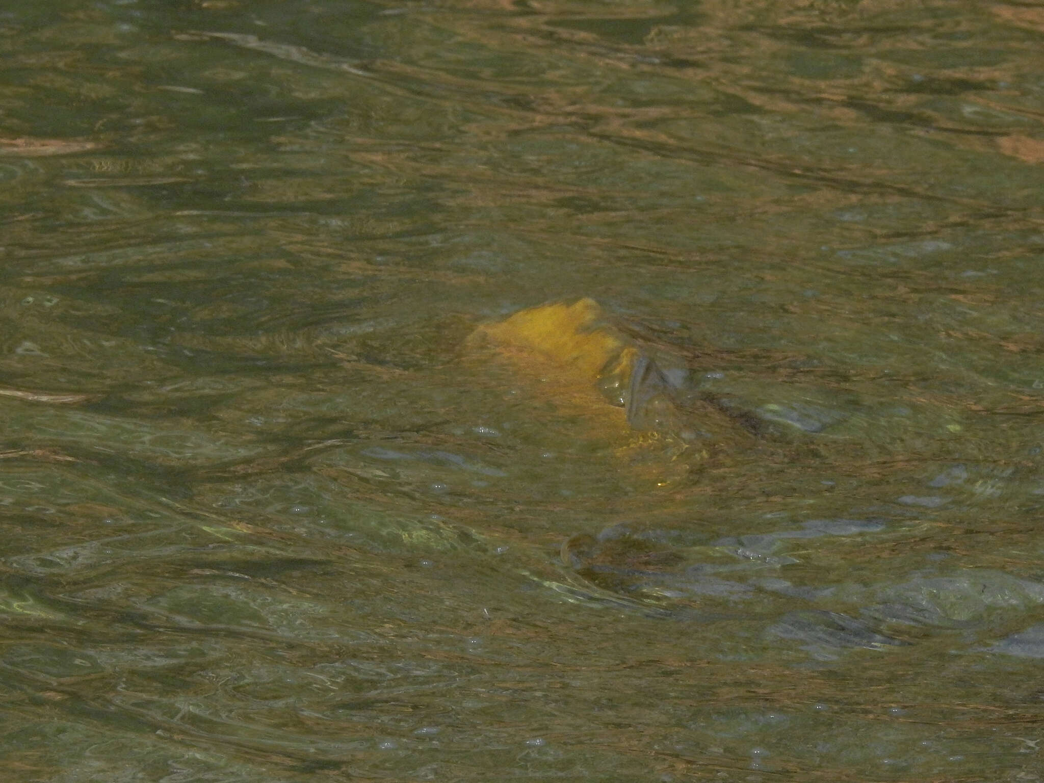 Image of Common carps