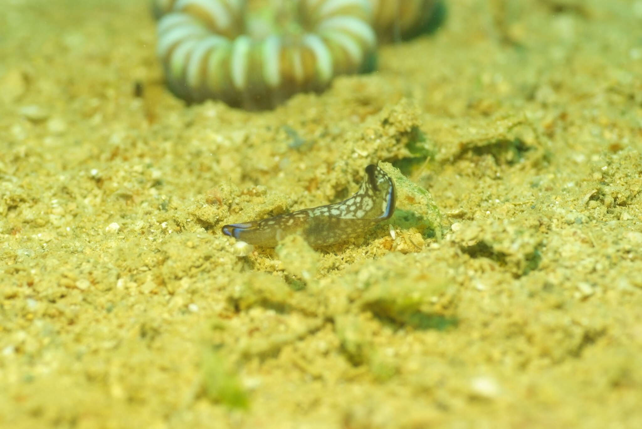 Image of Tubulophilinopsis reticulata (Eliot 1903)