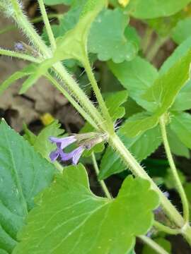 Image of Glechoma hirsuta Waldst. & Kit.