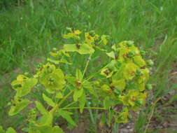 Image of leafy spurge