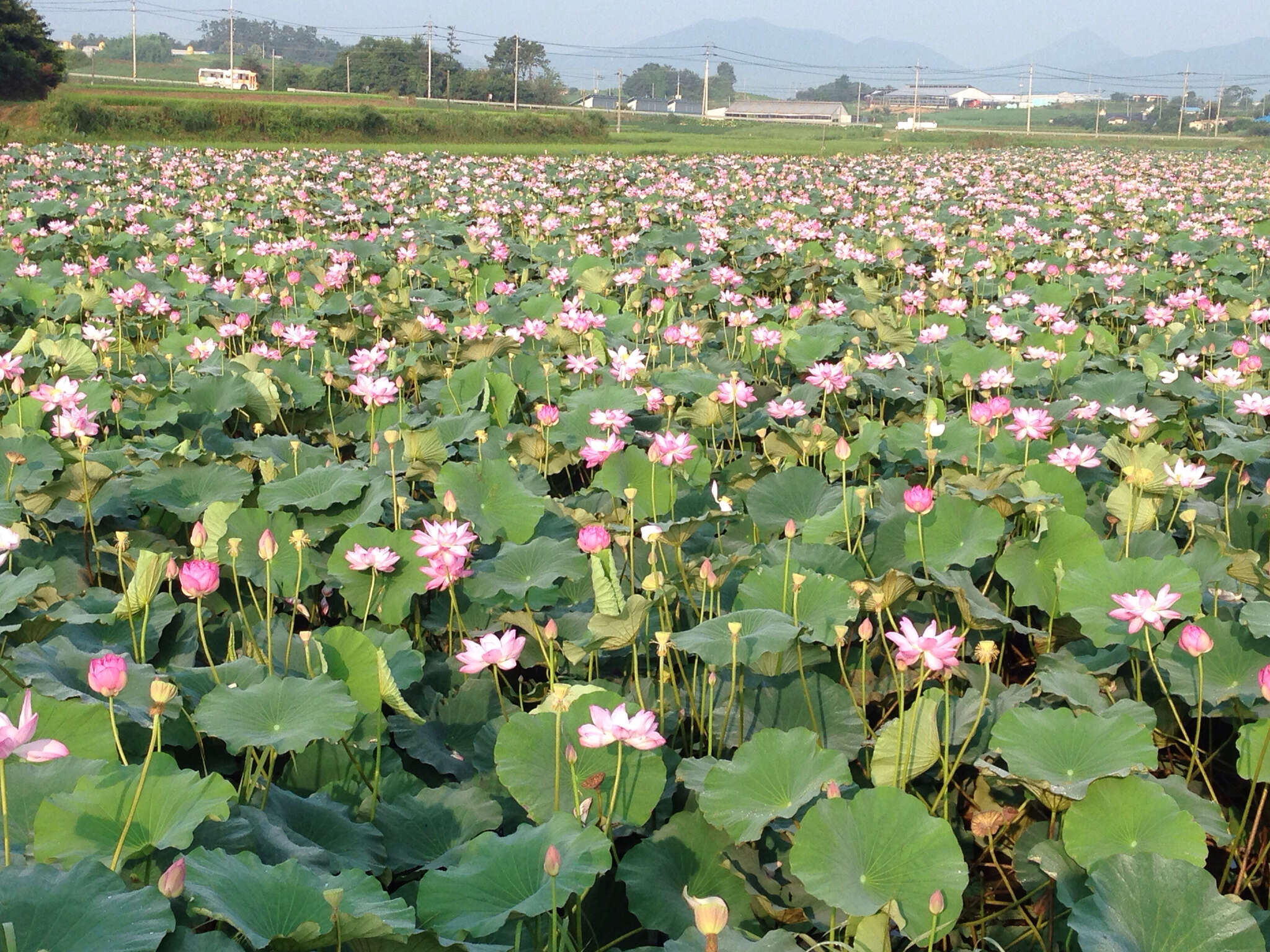 Image of sacred lotus