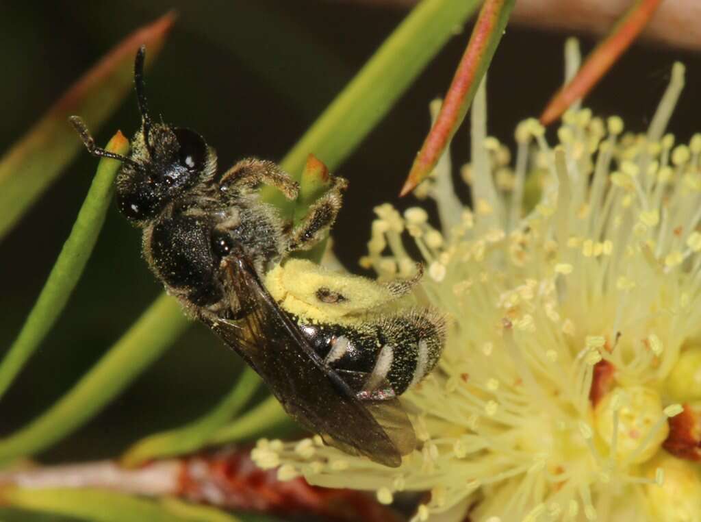 Lasioglossum calophyllae (Rayment 1935)的圖片