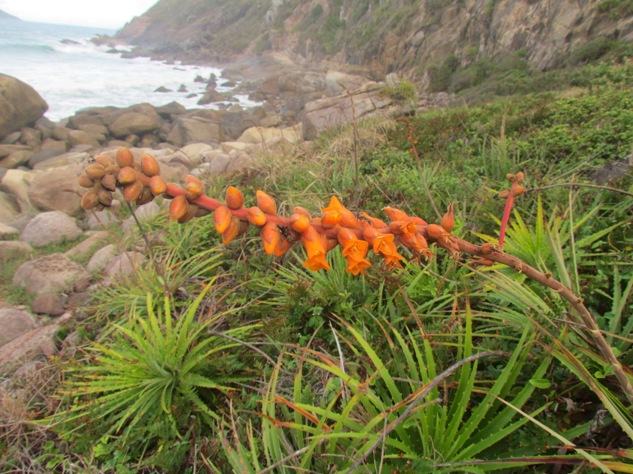 Image of Dyckia encholirioides (Gaudich.) Mez