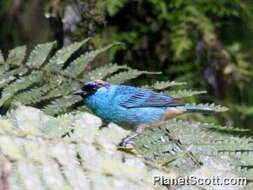 Image of Golden-naped Tanager