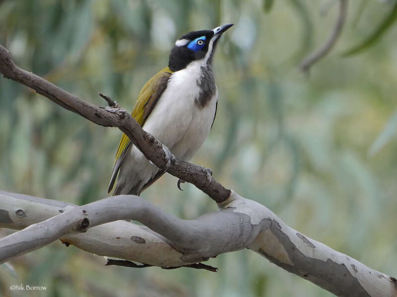 Image of Blue-faced Honeyeaters