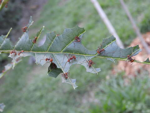 Image of Leaf-cutter ant