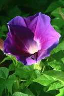 Image of Ipomoea emetica Choisy