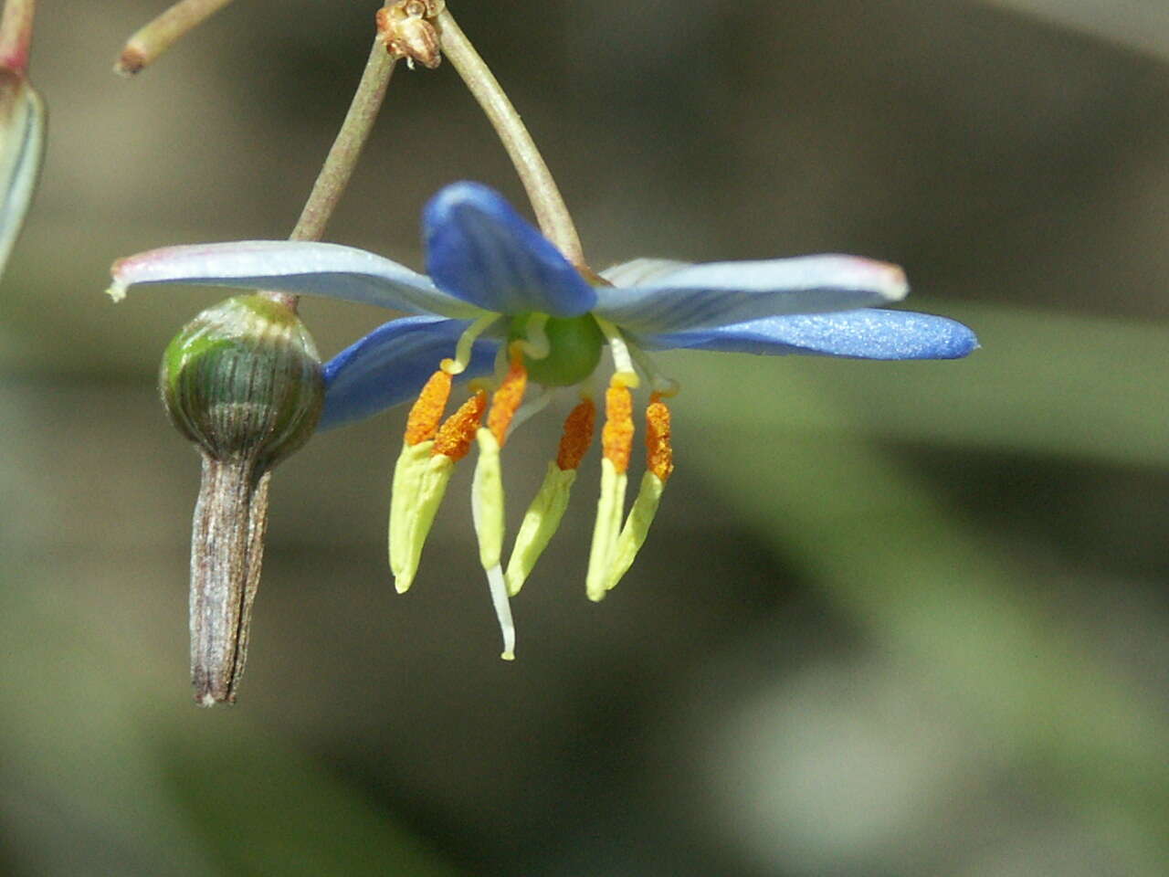 Image of Dianella amoena G. W. Carr & P. F. Horsfall