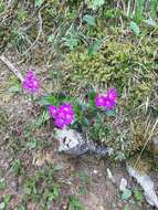 Sivun Primula glaucescens Moretti kuva