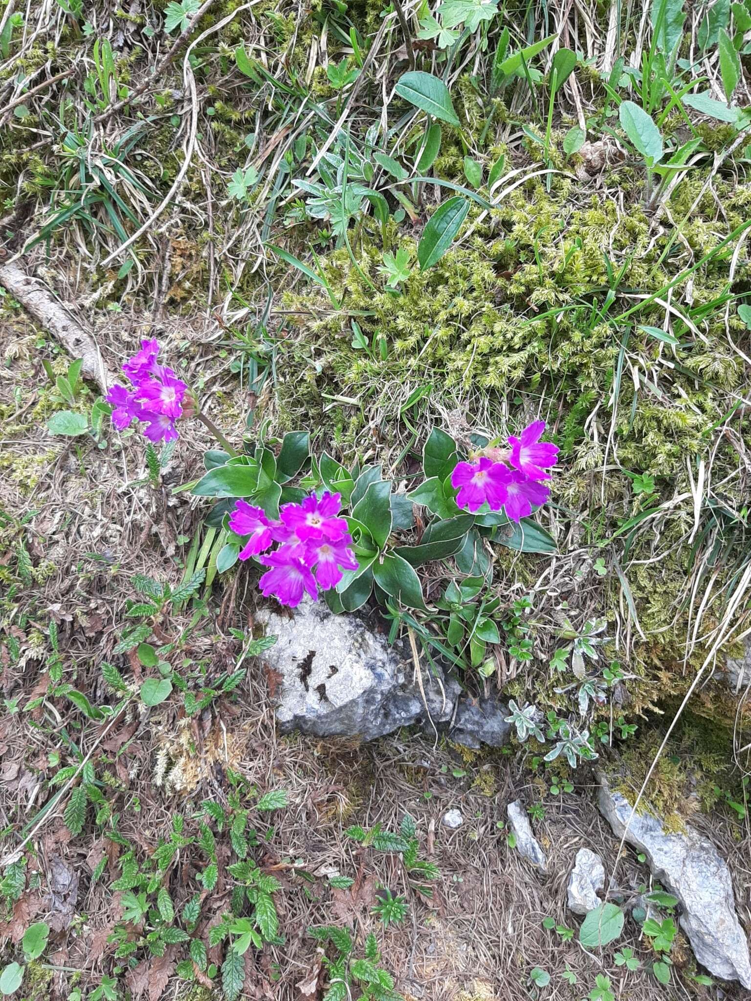 Sivun Primula glaucescens Moretti kuva