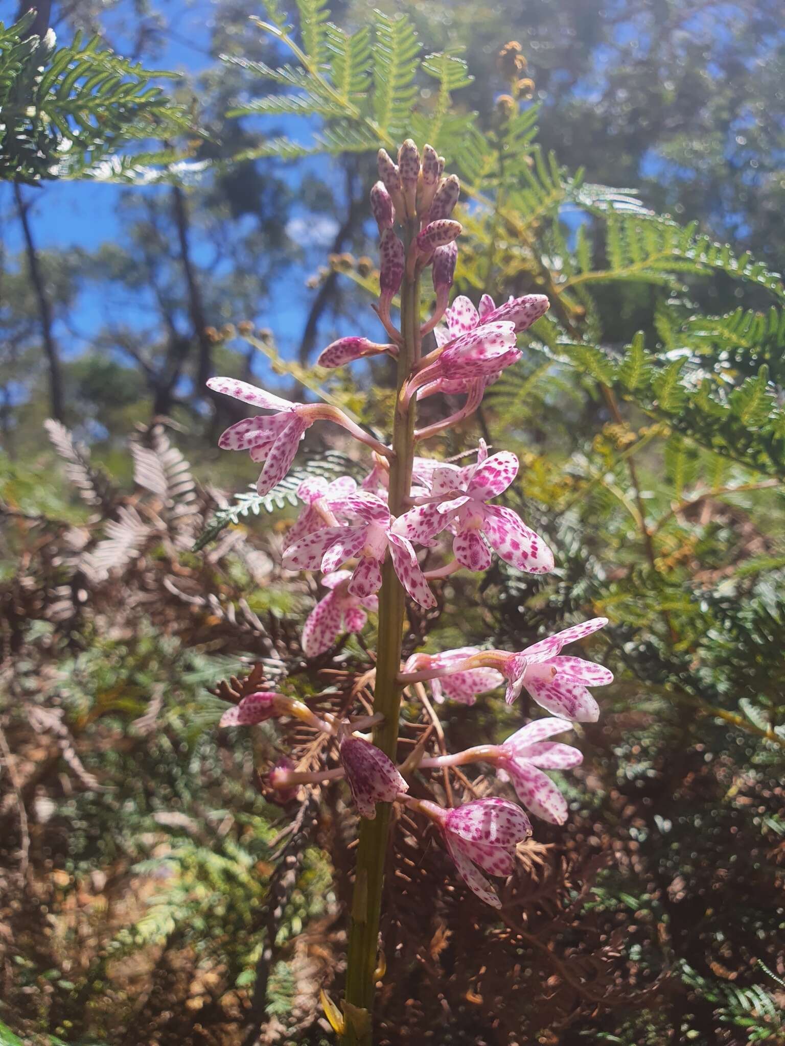 Imagem de Dipodium campanulatum D. L. Jones