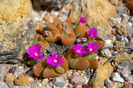 Imagem de Gibbaeum ihlenfeldtii Thiede