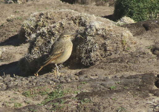 Image of Slender-billed Miner