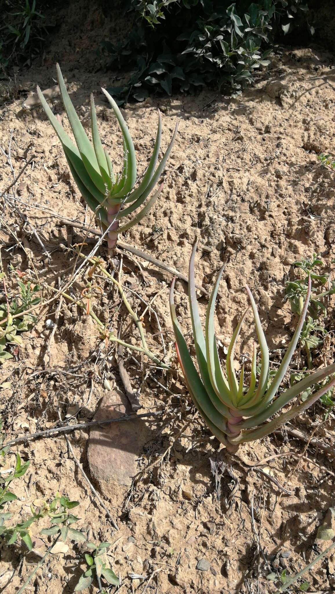 Image of Aloe speciosa Baker