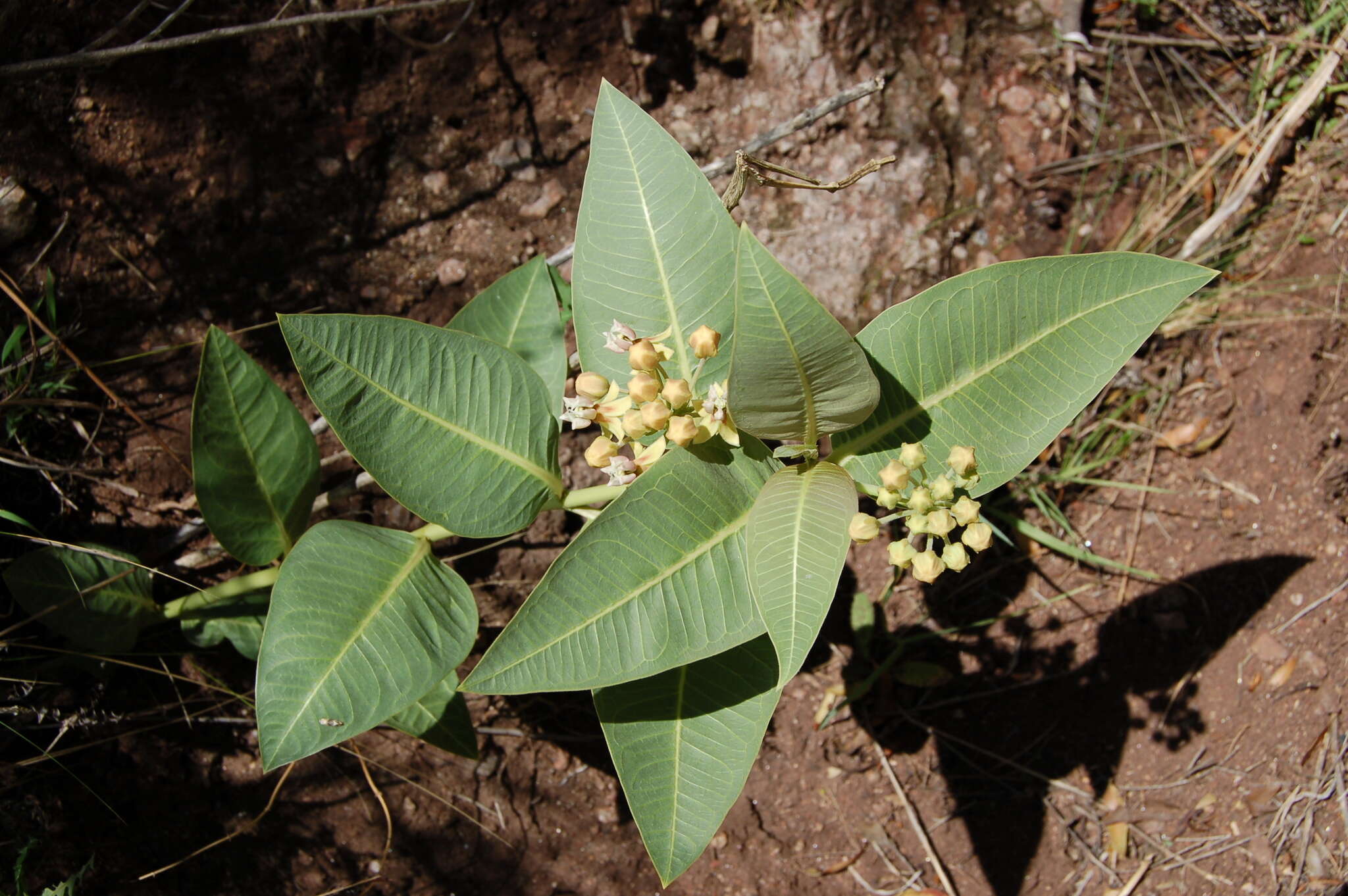 Asclepias aequicornu Fourn.的圖片