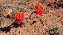 Imagem de Haemanthus coccineus L.