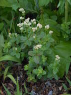 Image of Galium platygalium (Maxim.) Pobed.