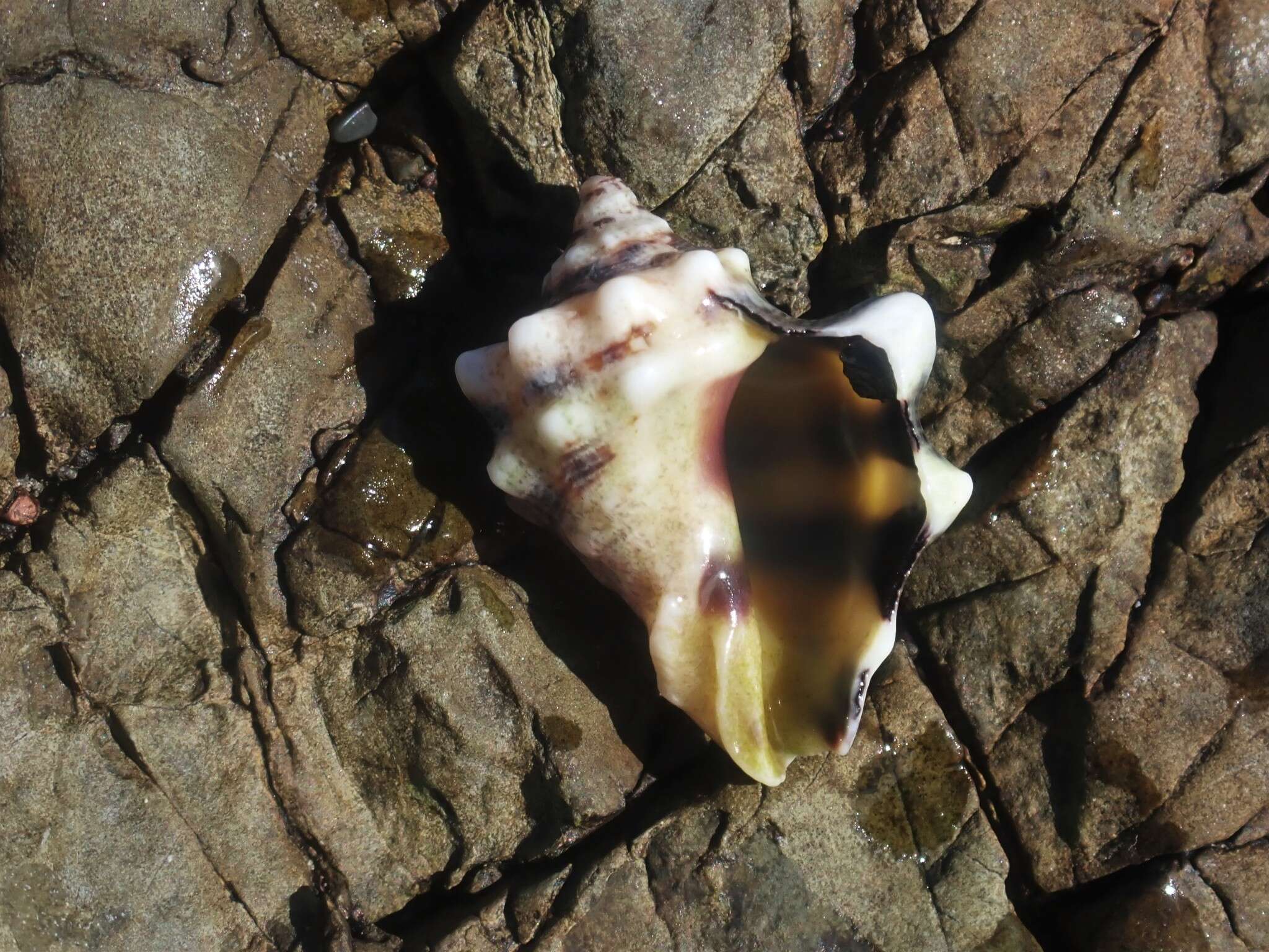 Image of humped rock shell