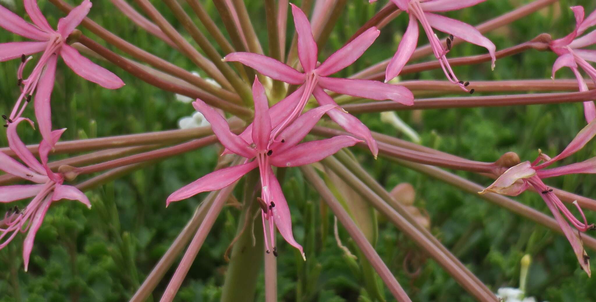 Image of Brunsvigia gregaria R. A. Dyer