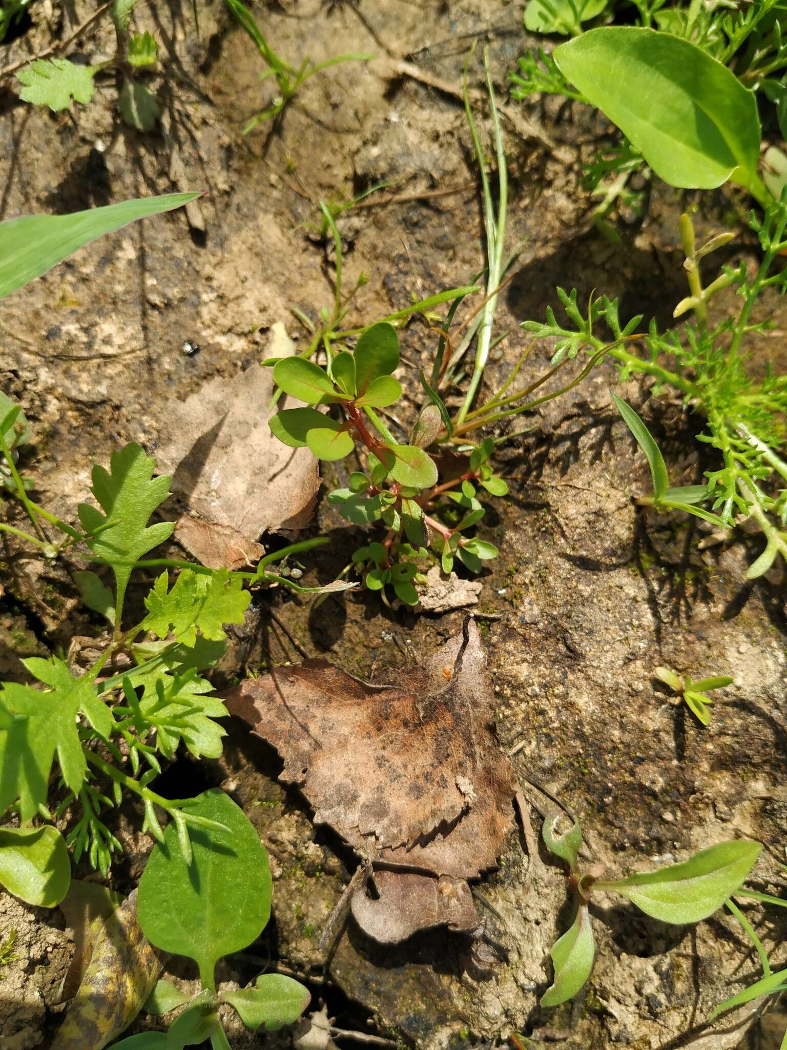 Image of Spatulaleaf Loosestrife