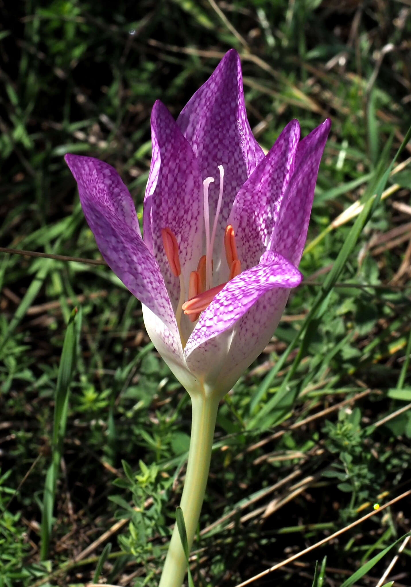 Image of Colchicum bivonae Guss.