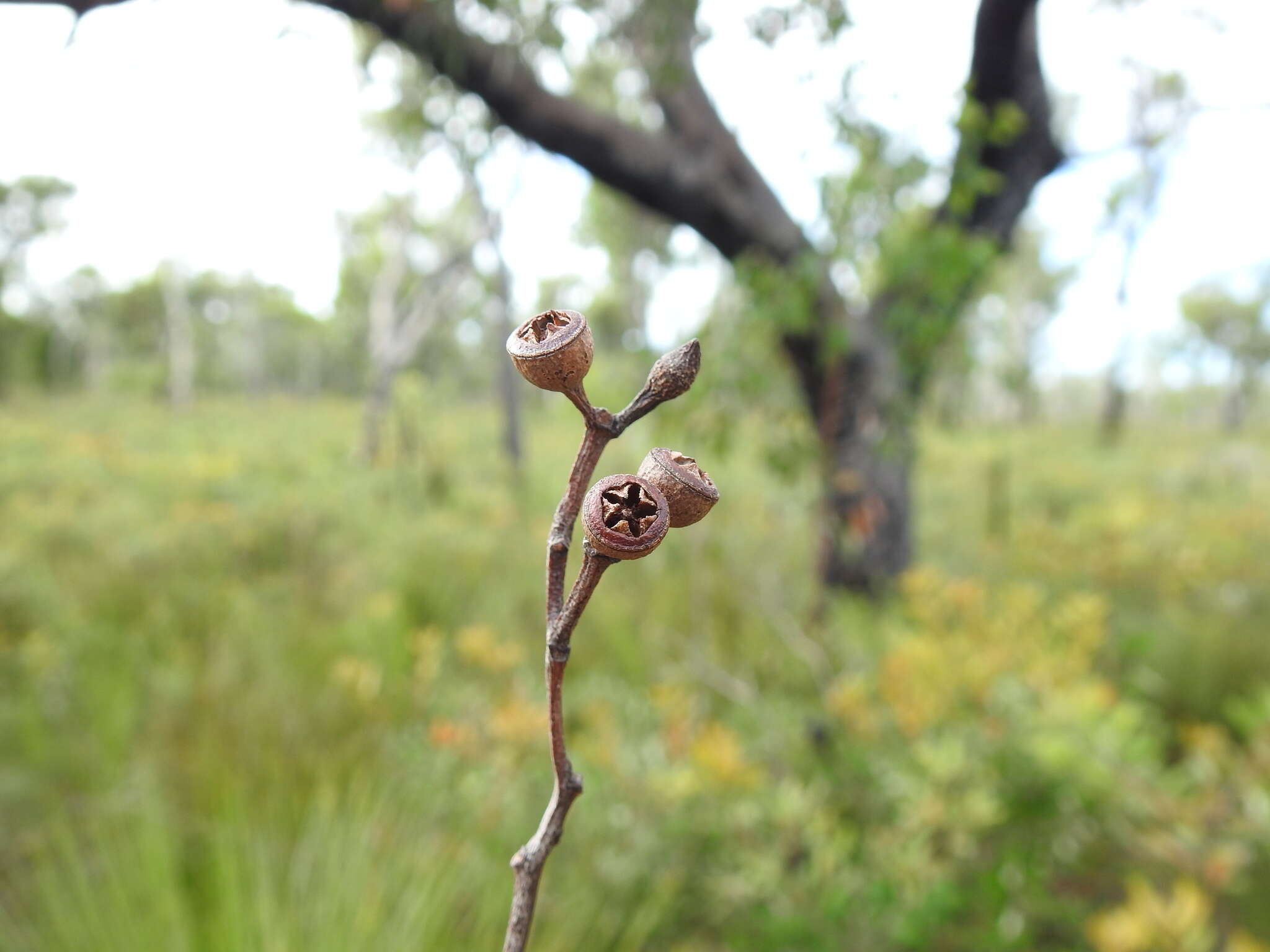 Imagem de Eucalyptus acmenoides Schauer