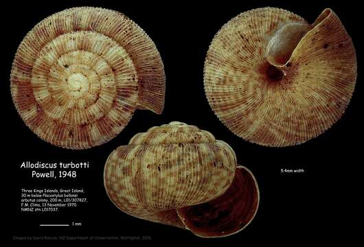 Image of Allodiscus turbotti Powell 1948