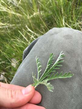 Image of combleaf cinquefoil