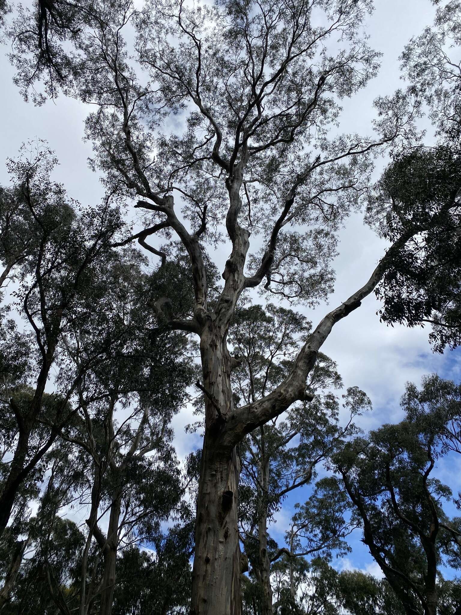 Image de Eucalyptus cypellocarpa L. A. S. Johnson