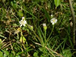 Sivun Holocheilus hieracioides (D. Don) Cabrera kuva