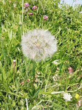 Image de Tragopogon minor Mill.