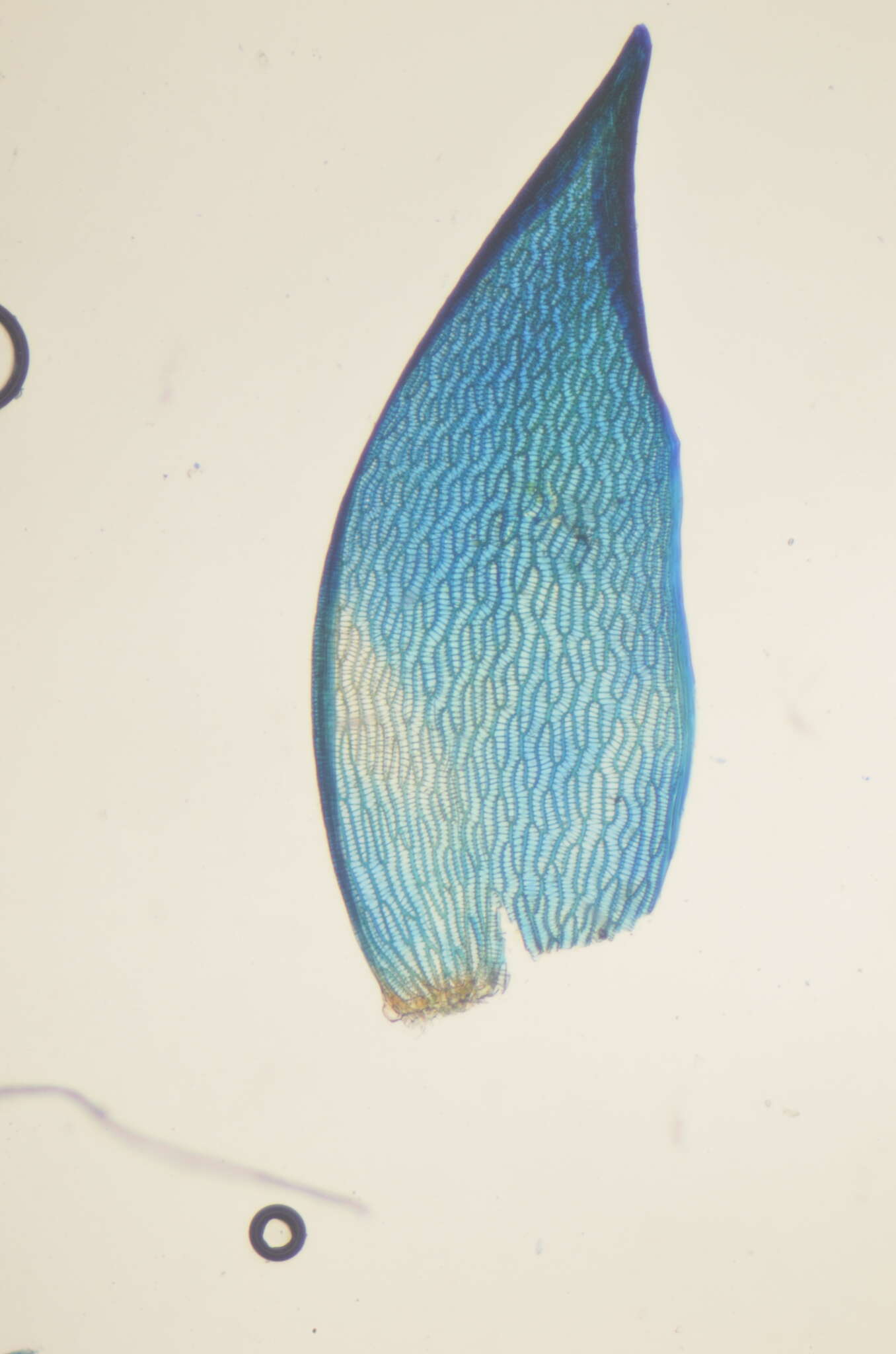 Sphagnum mendocinum Sullivant 1874的圖片