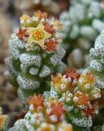 Image of Crassula corallina subsp. corallina