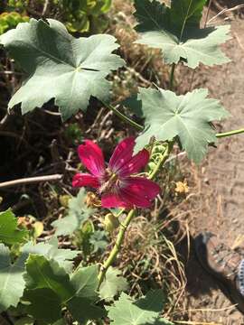 Imagem de Malva assurgentiflora (Kellogg) M. F. Ray