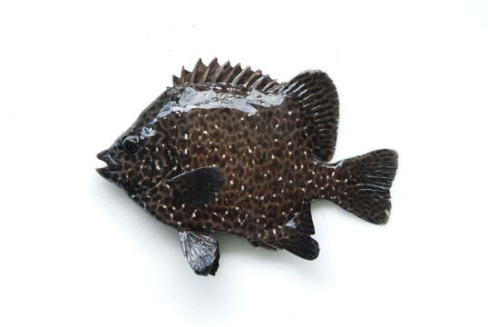 Image of Rock porgy