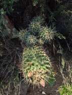 Image of Coryphantha octacantha (DC.) Britton & Rose