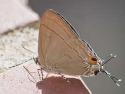 Image of Hypolycaena erylus himavantus Fruhstorfer 1912