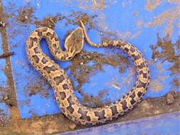 Image of Chinese Mountain Pit Viper