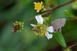 Image of Fulvous Hairstreak