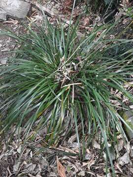 Image of Libertia ixioides (G. Forst.) Spreng.