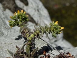 Image of San Gabriel River dudleya