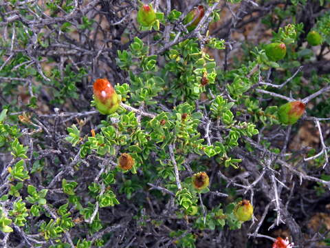 Image of Pteronia adenocarpa Harv.