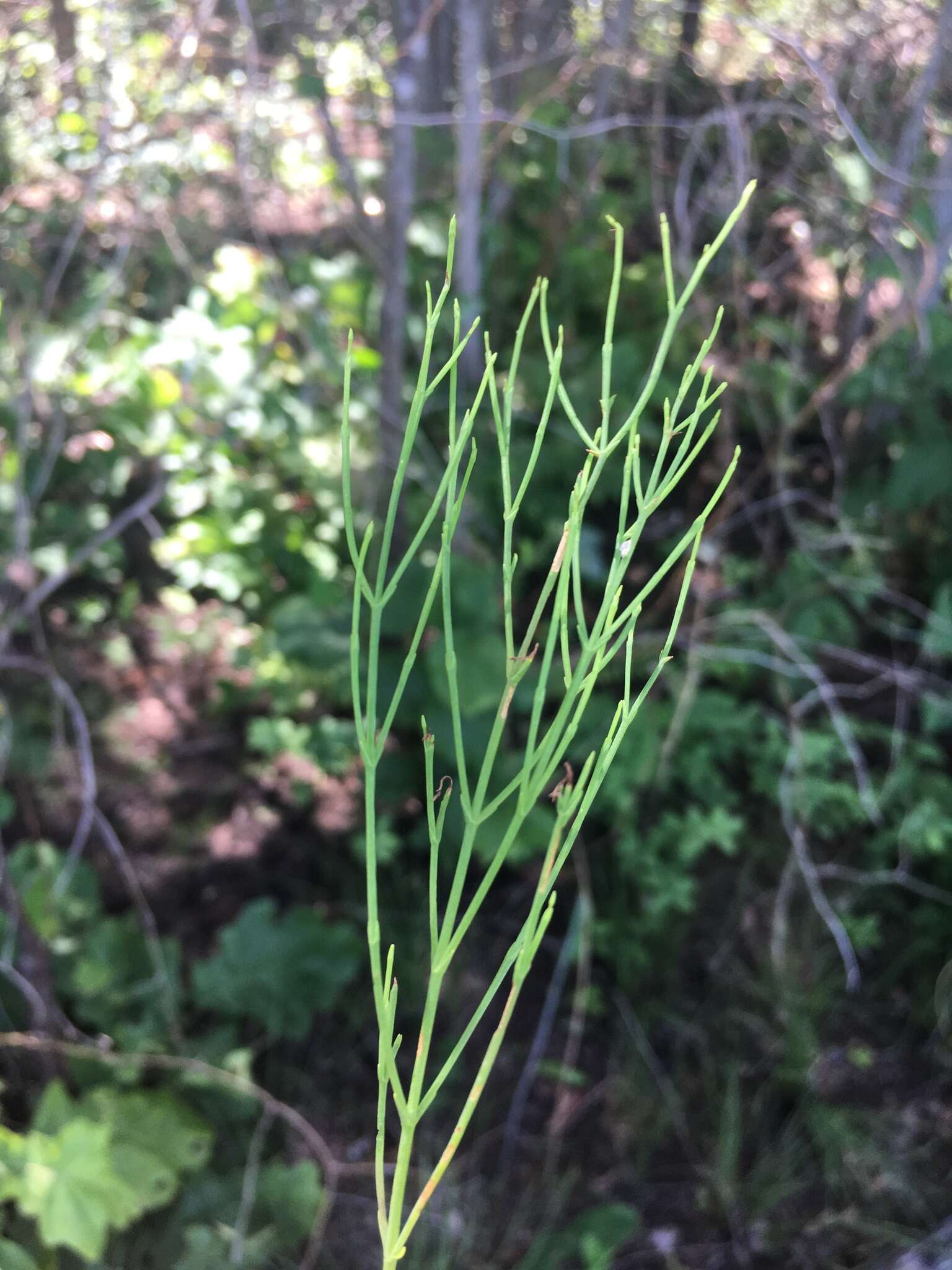 Image of orangegrass